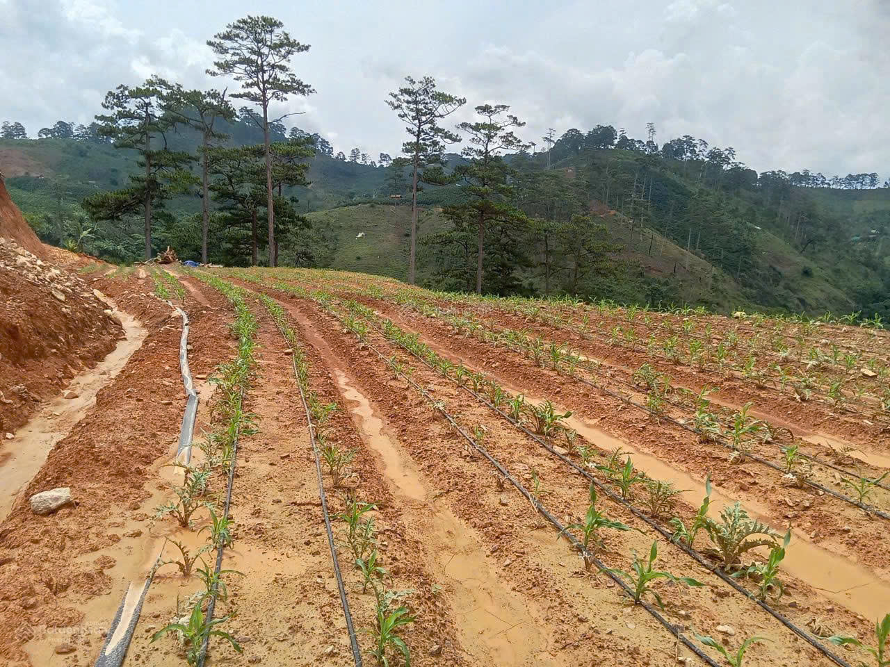 Bán đất tại xã Đạ Sar, Lạc Dương, Lâm Đồng, 400 triệu/1000m2 đẹp, nhiều tiện ích 15982947