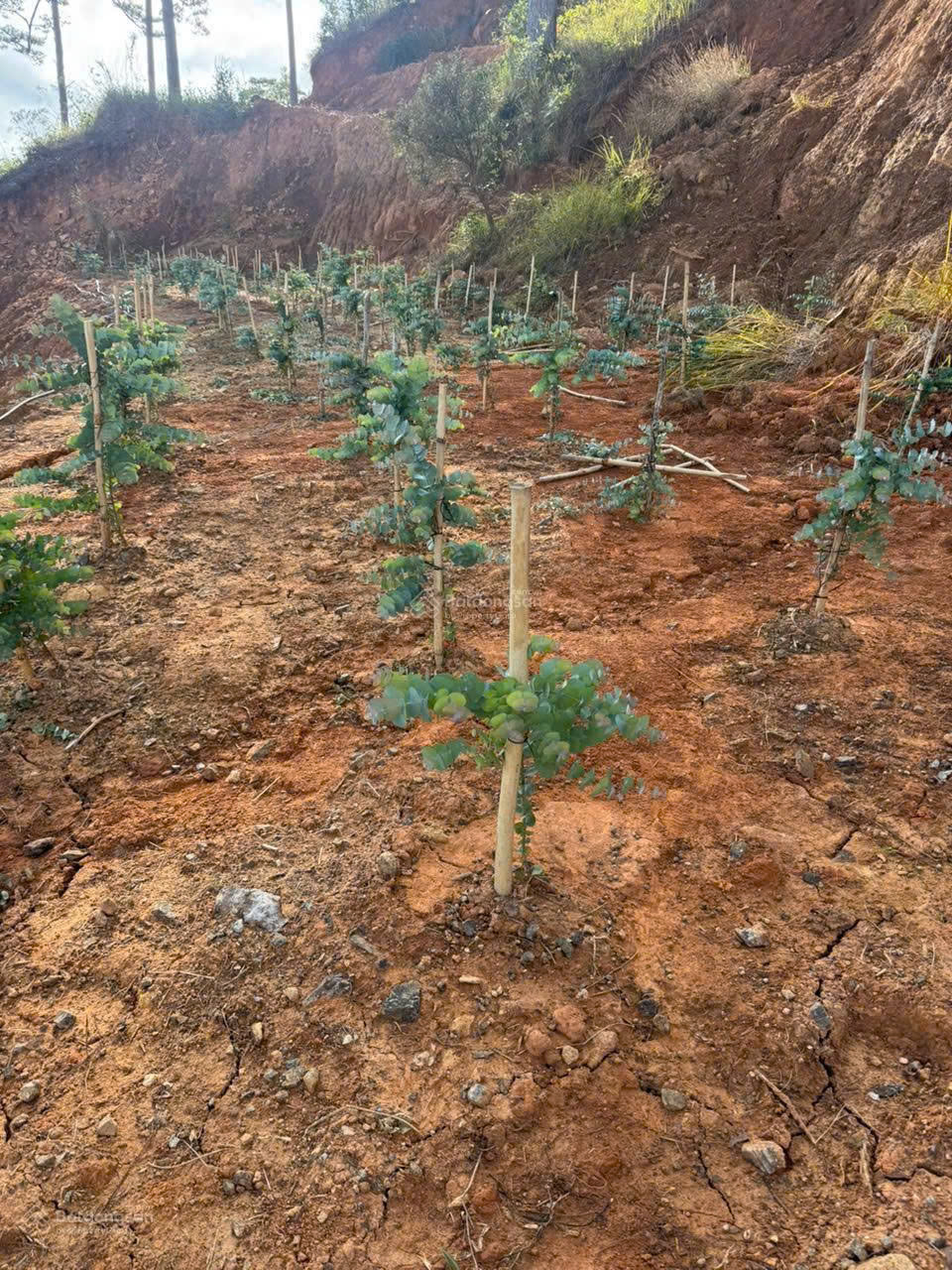 Bán đất tại xã Đạ Sar, Lạc Dương, Lâm Đồng, 400 triệu/1000m2 đẹp, nhiều tiện ích 15982947