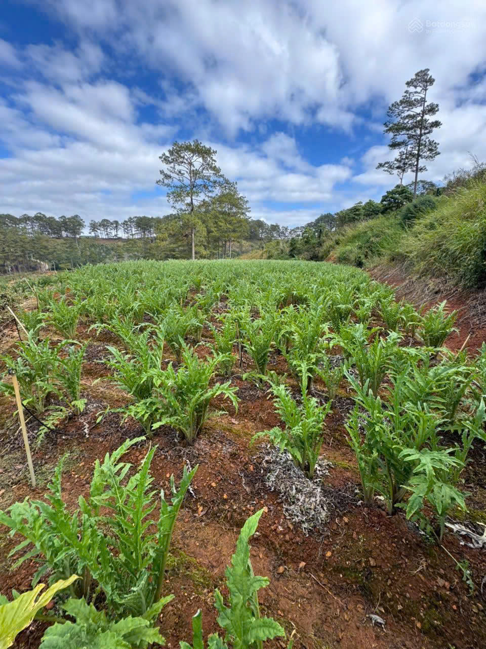 Bán đất tại xã Đạ Sar, Lạc Dương, Lâm Đồng, 400 triệu/1000m2 đẹp, nhiều tiện ích 15982947
