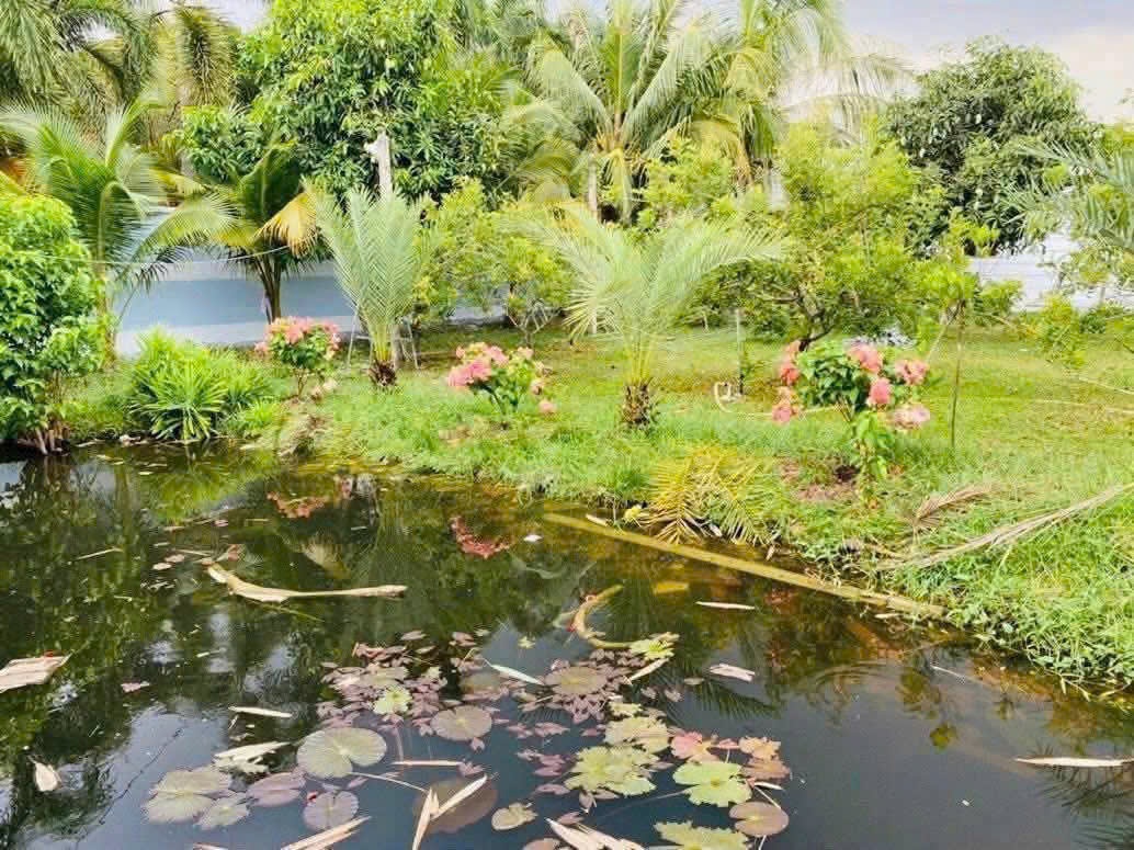 QUỸ ĐẤT LỚN TRUNG ĐÔNG – THỚI TAM THÔN, HÓC MÔN – GIÁ CHỈ TỪ 2.25 TỶ 15982957