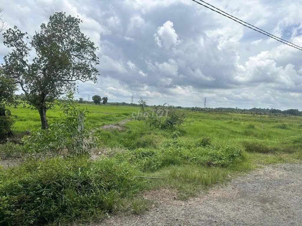 ĐẤT ĐẸP–GIÁ TỐT–CHÍNH CHỦ BÁN GẤP LÔ ĐẤT 2 MẶT TIỀN đường Hồ Thị Búng, Tân Thạnh Tây, Củ Chi, TP.HCM 15983697