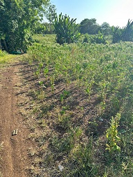 ► Dt: 9 xào 9 giá công khai 3,5 tỷ 15984387