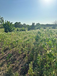 ► Dt: 9 xào 9 giá công khai 3,5 tỷ 15984387