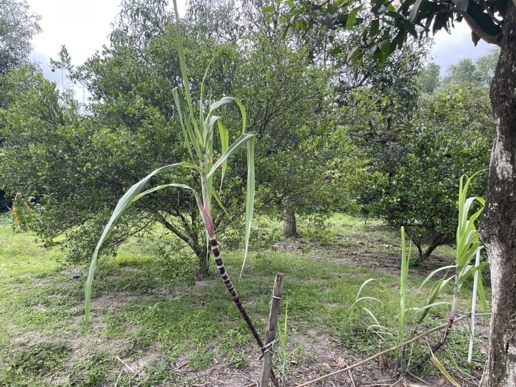 Cần Bán Gấp 2.496m2 Đất HXT Nguyễn Thị Sáu Thới Tam Thôn Hóc Môn- Chỉ 50 Tỷ 15984507