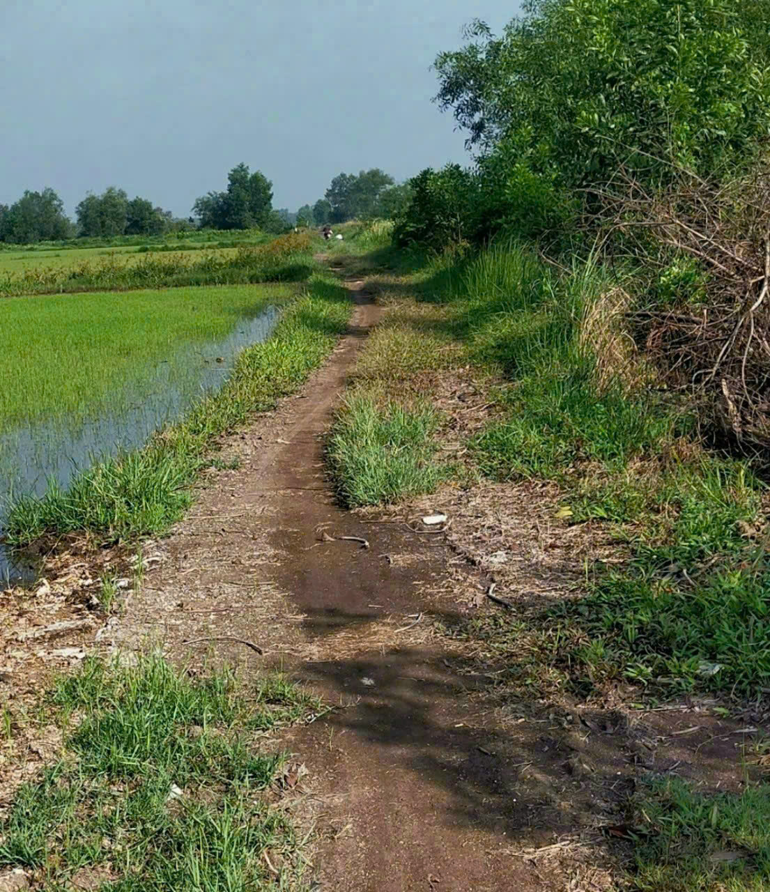 ĐẤT (87X60) X. TÂN AN HỘI – NGANG KHỦNG 87M – CHỈ 1,2TR/M², CỦ CHI 15984985