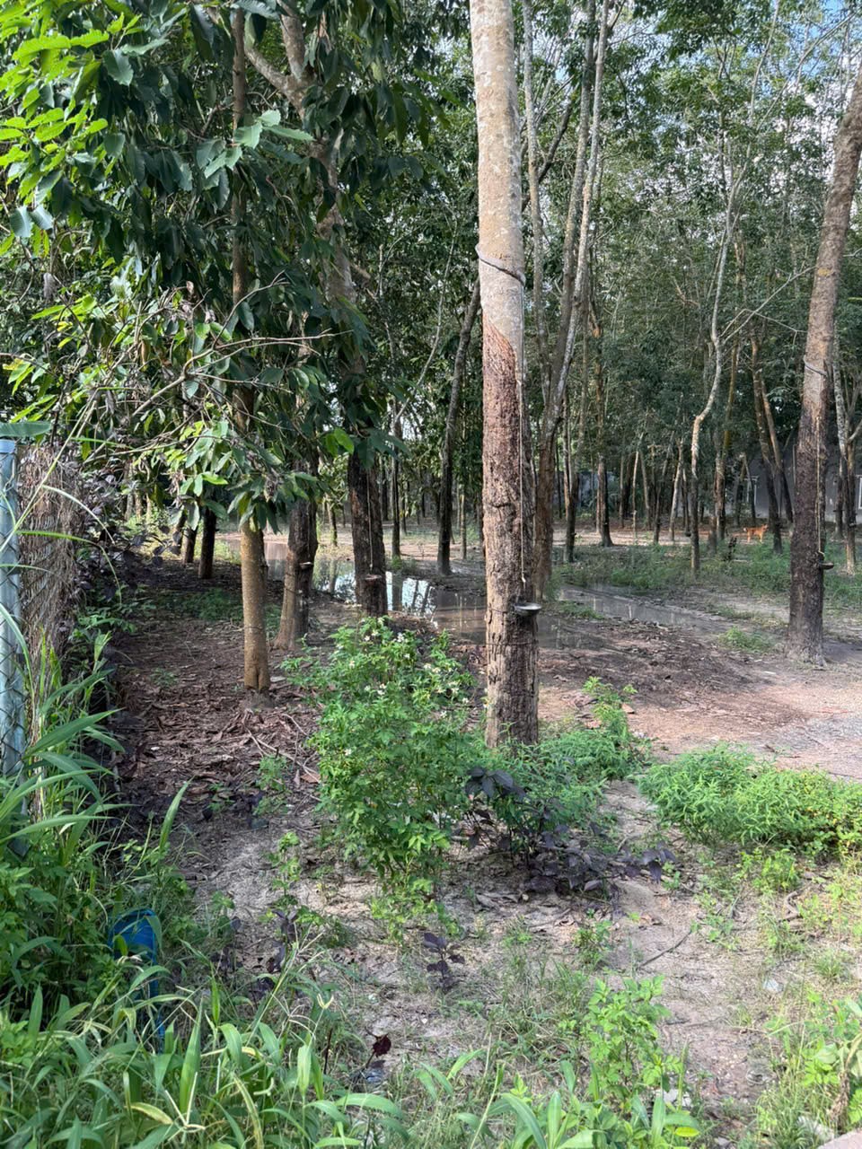 ĐẤT ĐẸP – GIÁ TỐT – CHÍNH CHỦ CẦN BÁN LÔ ĐẤT tại P.Minh Hưng, TX.Chơn Thành, tỉnh Bình Phước 15985003