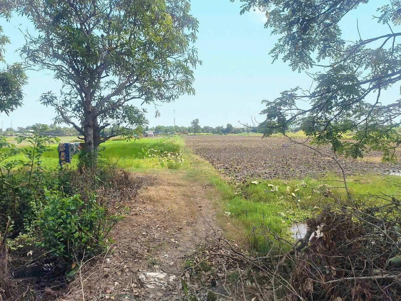 CẦN BÁN 5600M2 ĐẤT VƯỜN MT ĐƯỜNG BÔNG VĂN DĨA 15985091