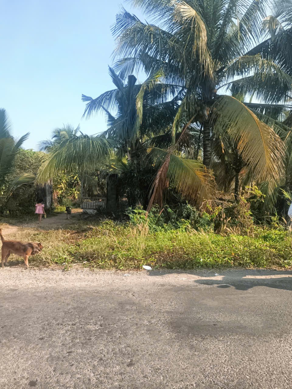 NHÀ VƯỜN ĐẸP – GIÁ TỐT –CHÍNH CHỦ CẦN BÁN NHÀ VƯỜN Đường Võ Văn Tần,Tân Hải, TX. La Gi,  Bình Thuận 15985384