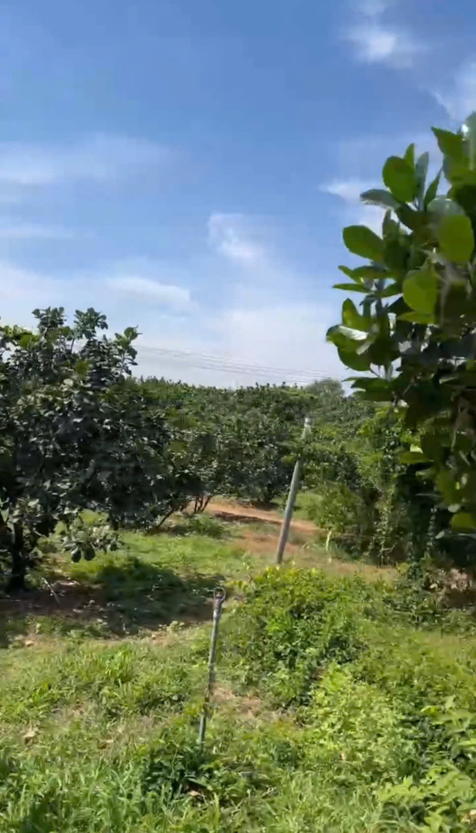 BÁN GẤP ĐẤT VƯỜN VIEW SÔNG ĐỒNG NAI – DIỆN TÍCH LỚN, GIÁ TỐT ĐẦU TƯ 15985585