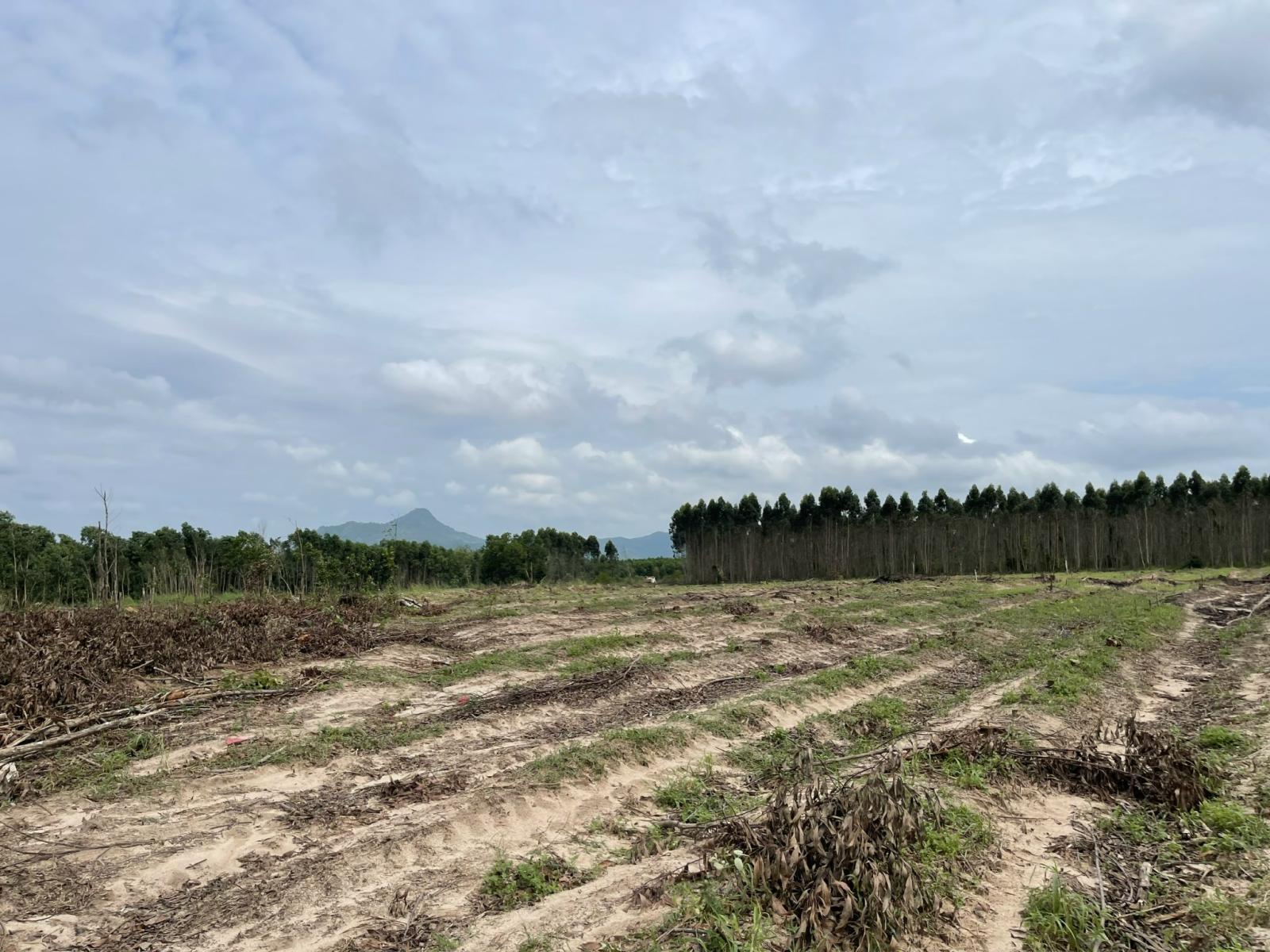 Bán 2000m2 đất Tân Bình - LaGi giảm 50% 500 triệu/1000m2 đường ô tô né nhau 15986568