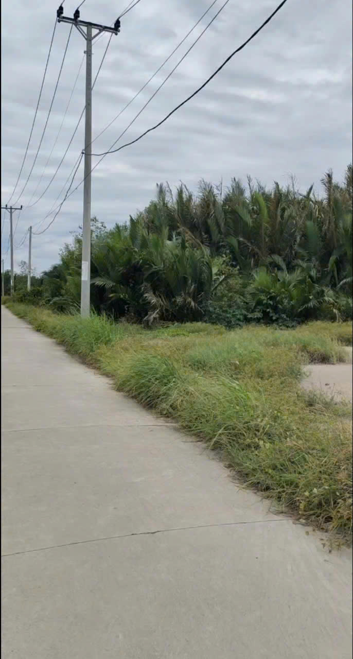 BÁN 555M2 ĐẤT SẴN SỔ MẶT TIỀN ĐƯỜNG CÁ SÚC-BÌNH KHÁNH-CẦN GIỜ 15986605