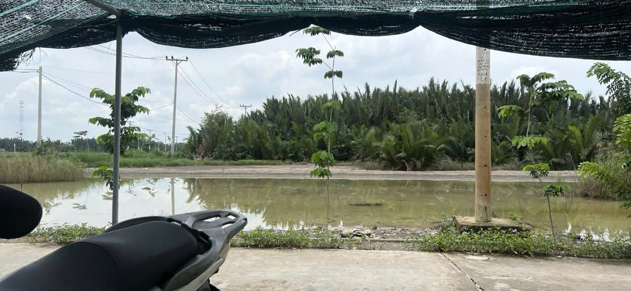 BÁN 555M2 ĐẤT SẴN SỔ MẶT TIỀN ĐƯỜNG CÁ SÚC-BÌNH KHÁNH-CẦN GIỜ 15986605