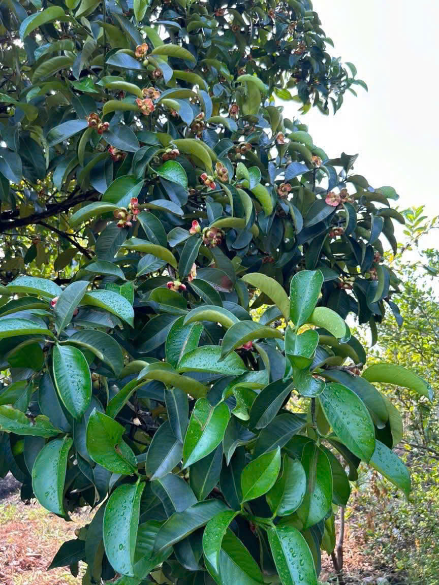 BÁN GẤP VƯỜN TRÁI CÂY VEN KÊNH – 1.100M² – CHỈ 4,8TR/M² – GIÁ MỀM HIẾM CÓ 15987027