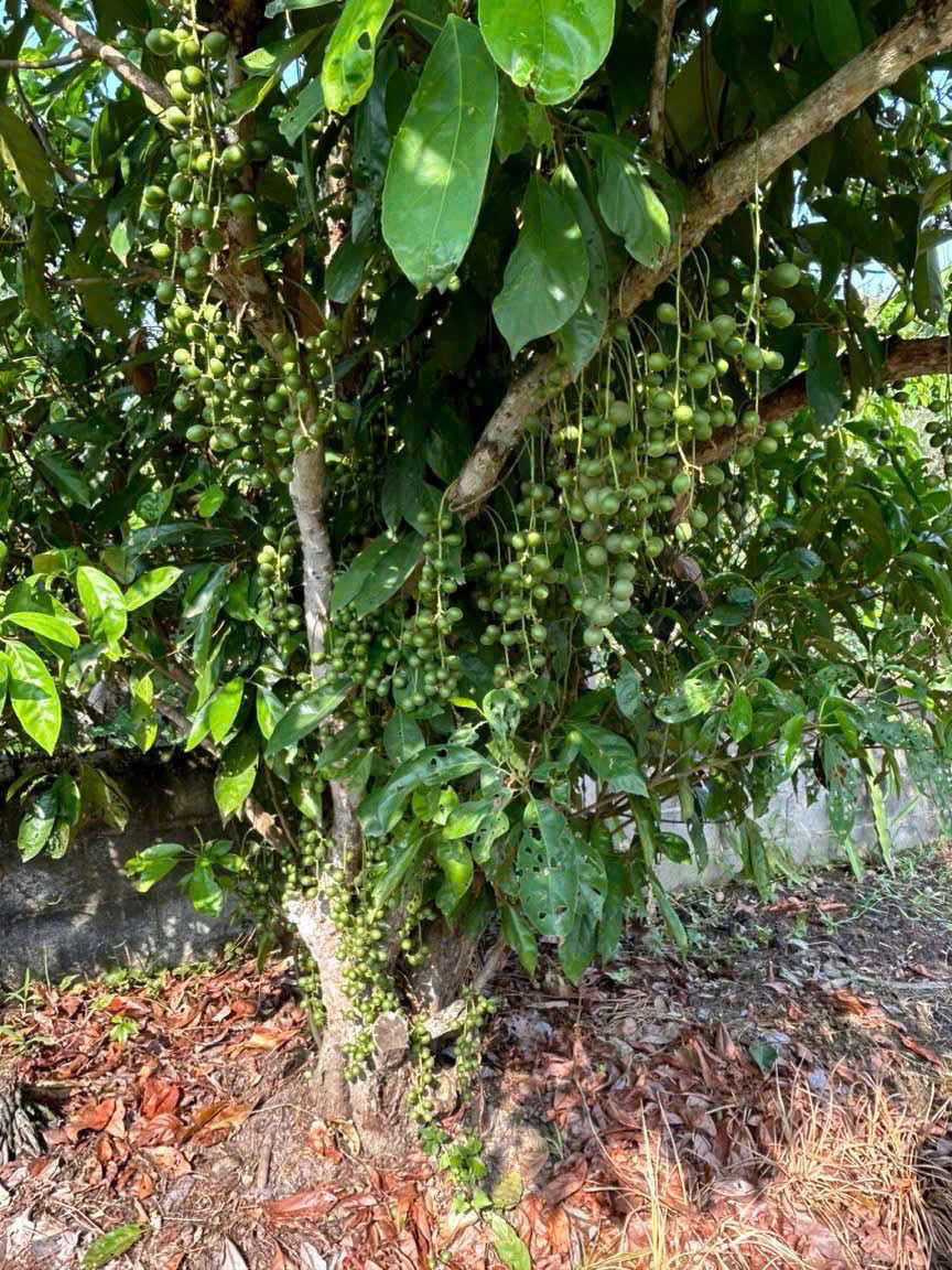 BÁN GẤP VƯỜN TRÁI CÂY VEN KÊNH – 1.100M² – CHỈ 4,8TR/M² – GIÁ MỀM HIẾM CÓ 15987027