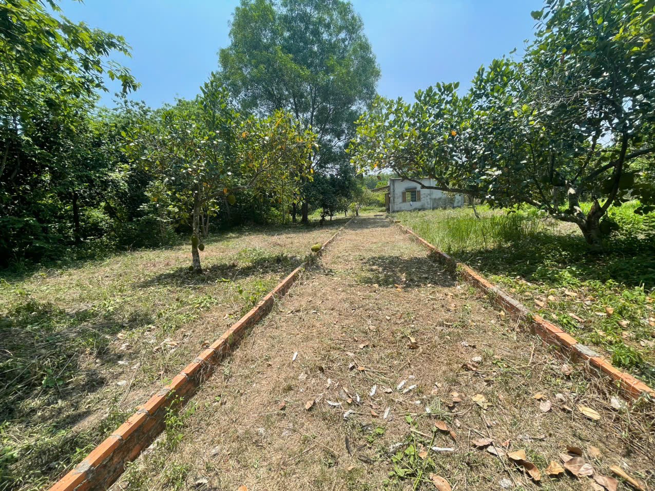 ĐẤT ĐẸP – GIÁ TỐT – CHÍNH CHỦ CẦN BÁN 2 LÔ ĐẤT An Nhơn Tây, Củ Chi, TP.HCM 15987405