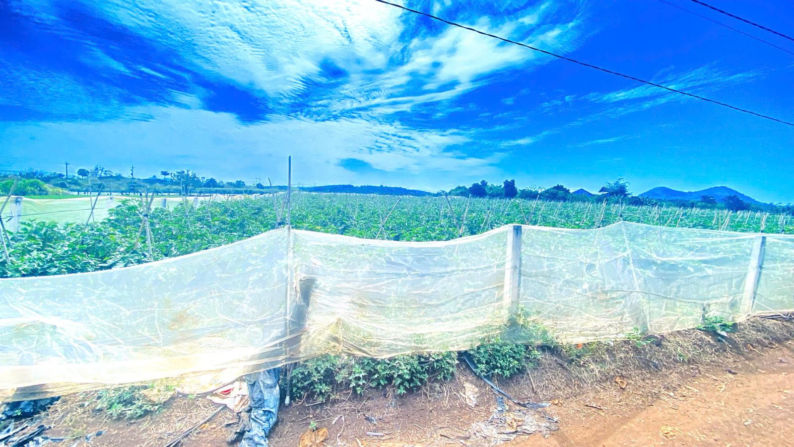 6 sào hẻm DH2 n'thôn hạ, đức trọng cũ, lâm đồng 15987565