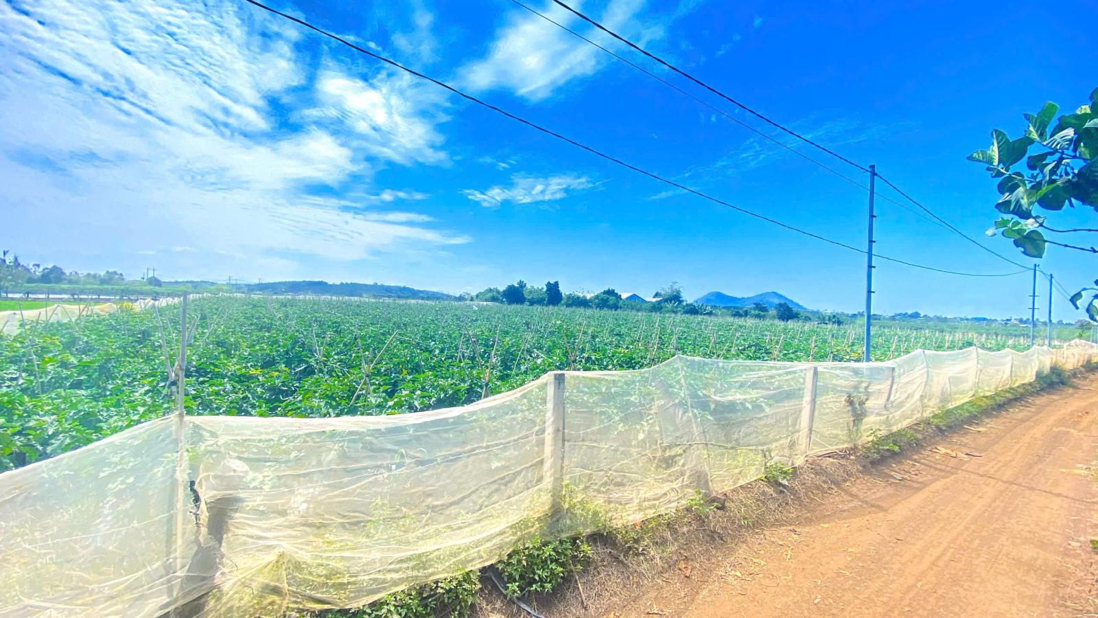 6 sào hẻm DH2 n'thôn hạ, đức trọng cũ, lâm đồng 15987565