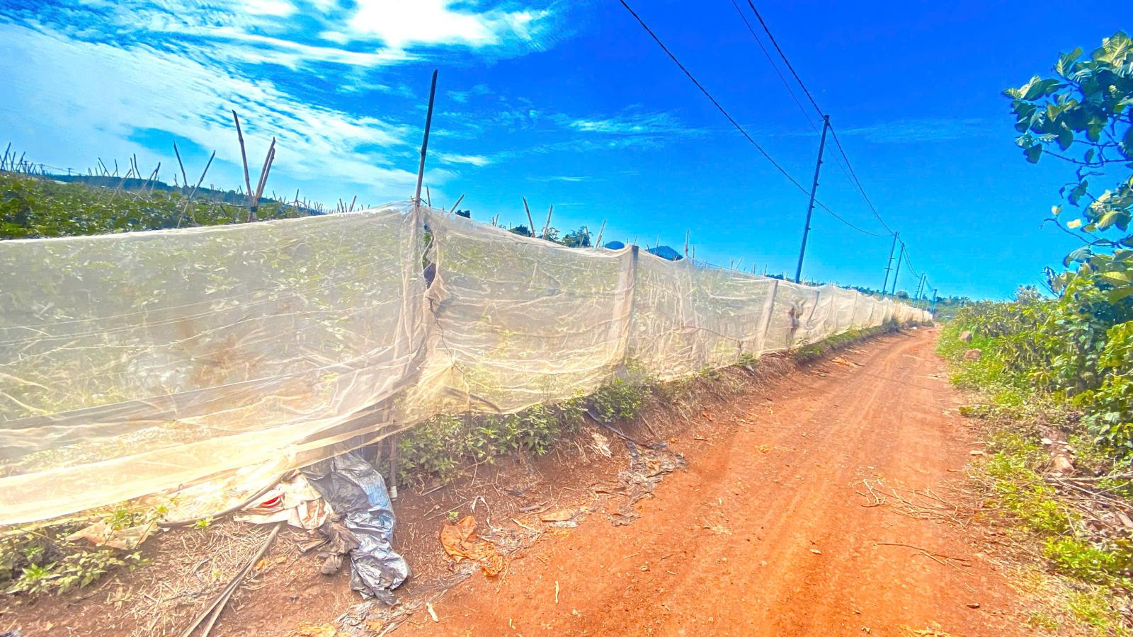 6 sào hẻm DH2 n'thôn hạ, đức trọng cũ, lâm đồng 15987565