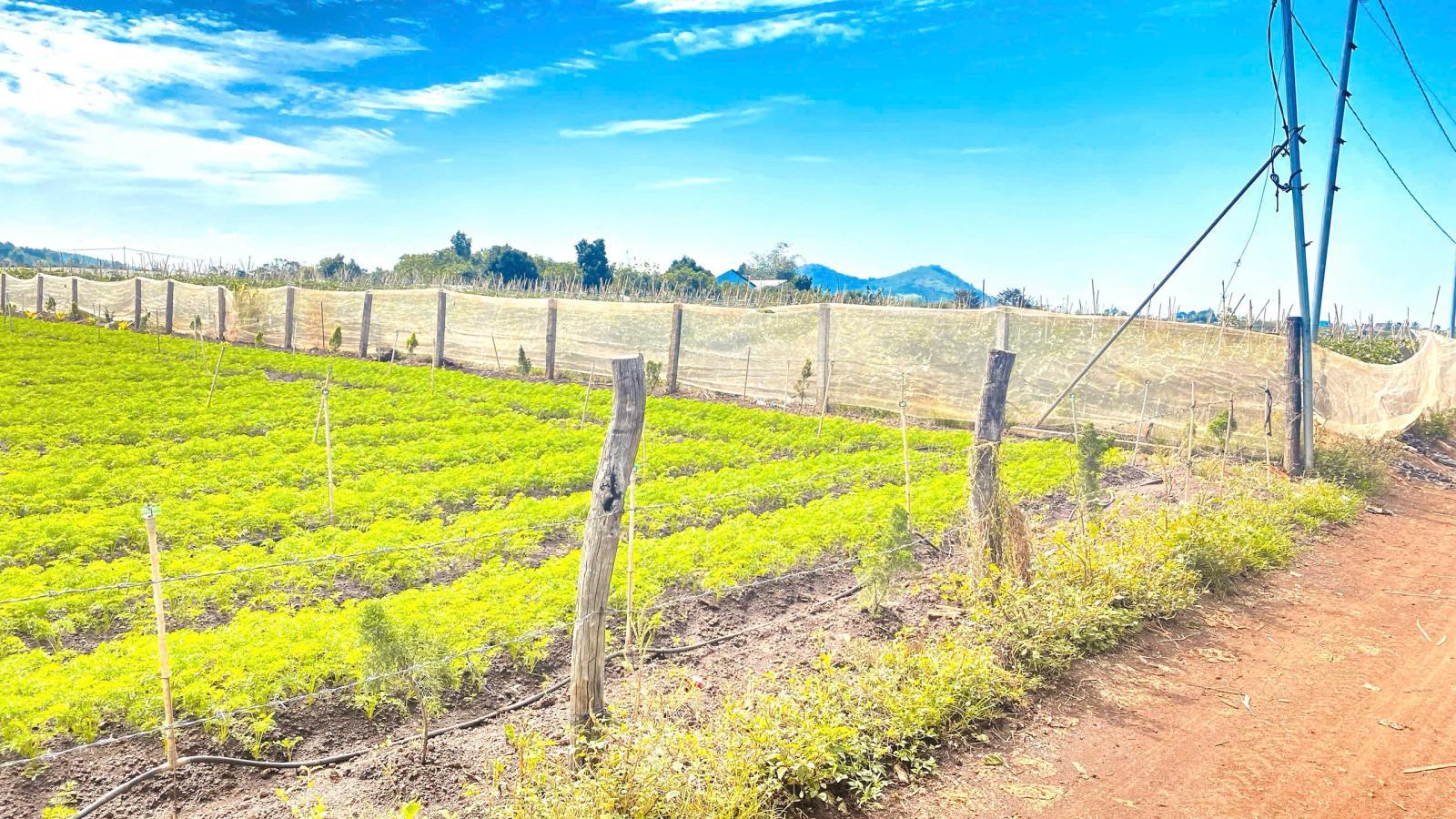 6 sào hẻm DH2 n'thôn hạ, đức trọng cũ, lâm đồng 15987565