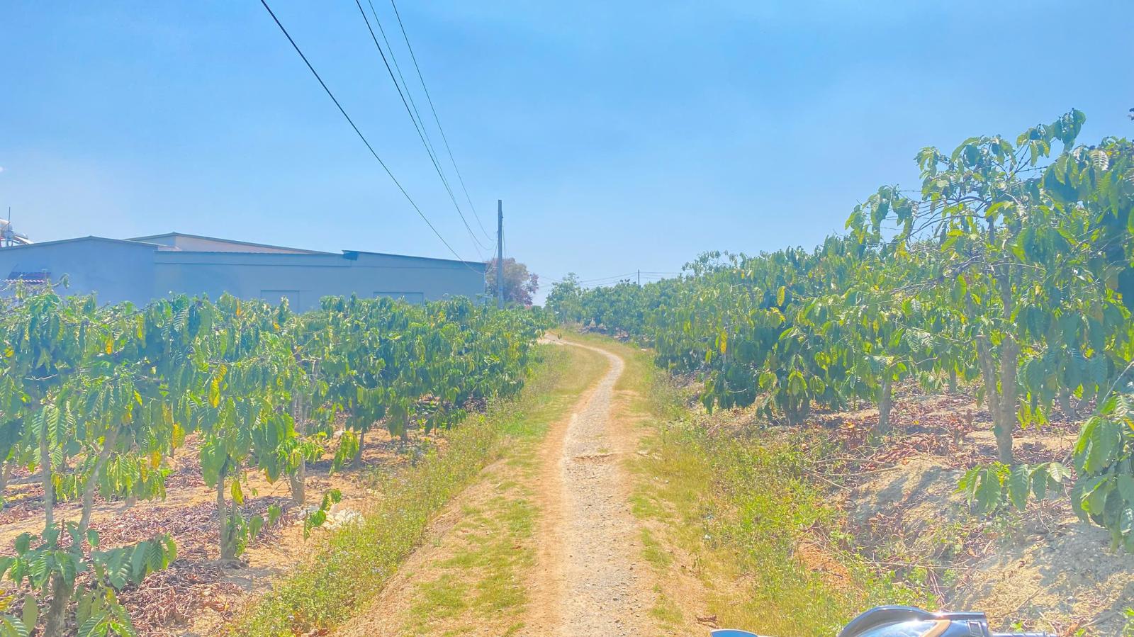 1,7 sào hẻm ql27, cây số 5, n'thôn cũ, đức trọng, lâm đồng 15987649