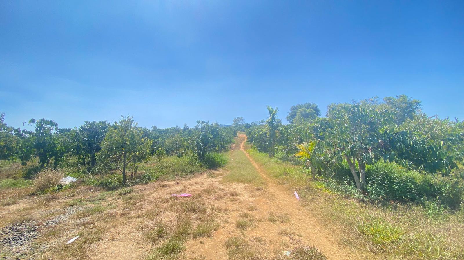 Đất hẻm ql28B, ninh gia, đức trọng cũ, lâm đồng 3,7 héc ta ( 37.000m2 ) 15987651