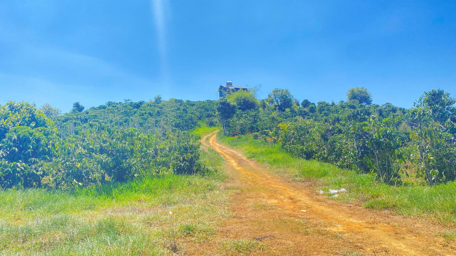 Đất hẻm ql28B, ninh gia, đức trọng cũ, lâm đồng 3,7 héc ta ( 37.000m2 ) 15987651