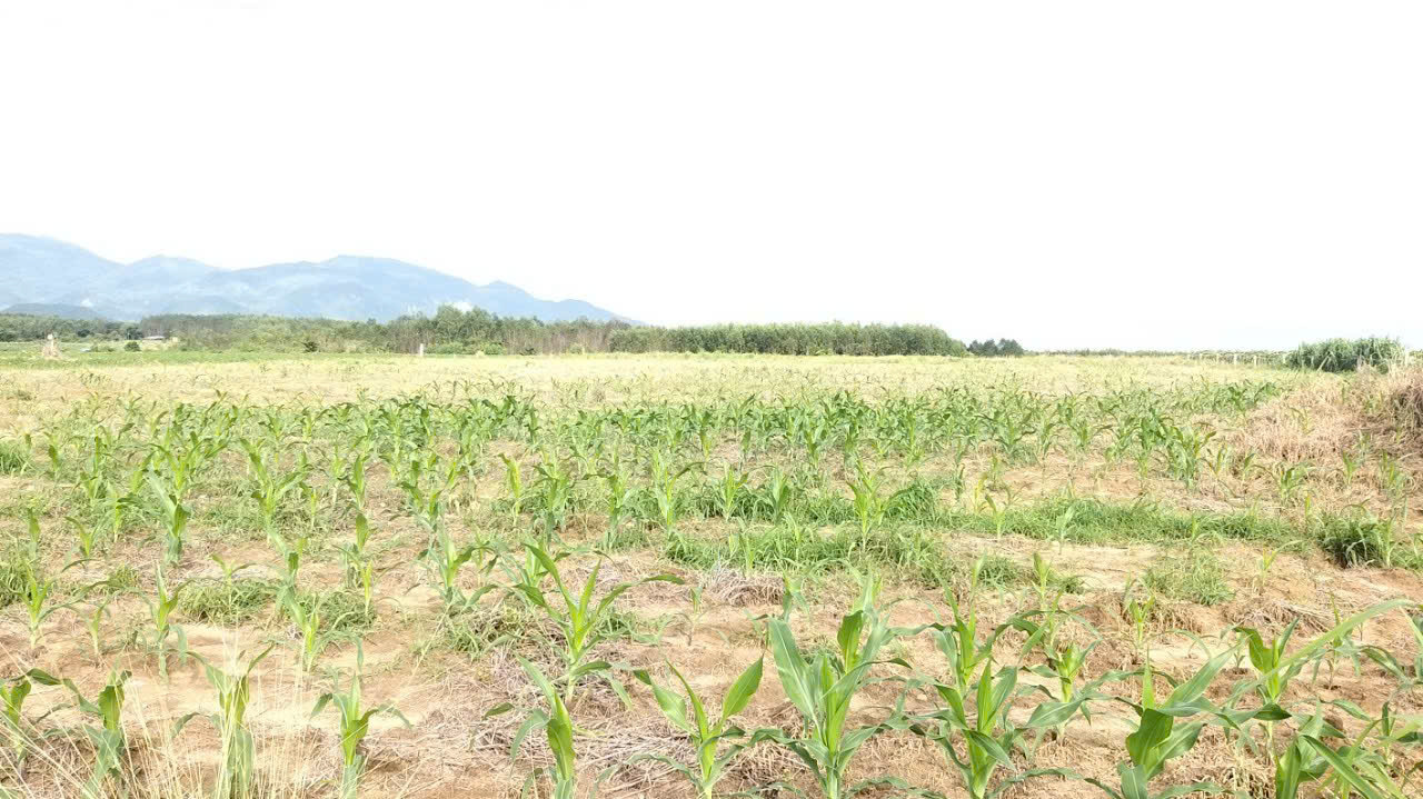 Bán 1.18 ha đất hẻm Quốc lộ 55, Tân Nghĩa, Hàm Tân đường ô tô giá rẻ 15987917