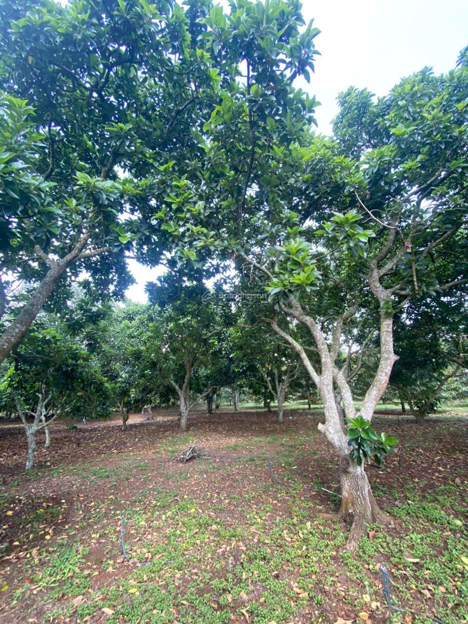 CHỈ 750TR SỞ HỮU NGAY 500M2 ĐẤT CHÍNH CHỦ MẶT TIỀN OTO TRÁNH TẠI BẢO VINH-LONG KHÁNH 15988245