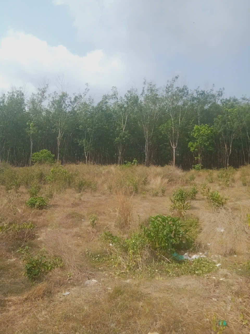 ĐẤT ĐẸP GIÁ TỐT – CHÍNH CHỦ CẦN BÁN 3 LÔ ĐẤT Liền Kề Thôn 7, Xã Long Bình, H. Phú Riềng, Bình Phước. 15988255