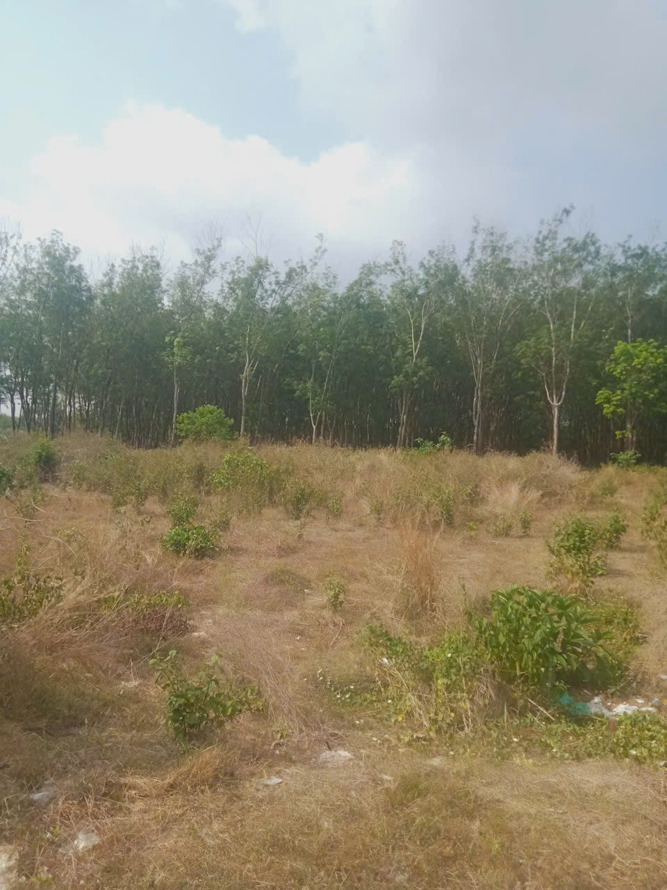 ĐẤT ĐẸP GIÁ TỐT – CHÍNH CHỦ CẦN BÁN 3 LÔ ĐẤT Liền Kề Thôn 7, Xã Long Bình, H. Phú Riềng, Bình Phước. 15988255