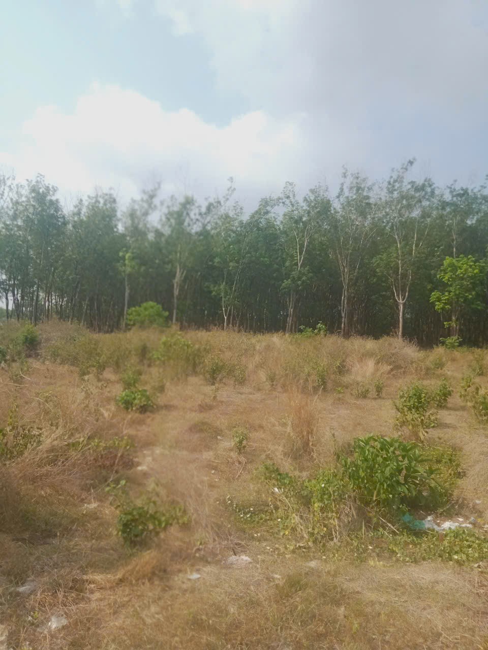 ĐẤT ĐẸP GIÁ TỐT – CHÍNH CHỦ CẦN BÁN 3 LÔ ĐẤT Liền Kề Thôn 7, Xã Long Bình, H. Phú Riềng, Bình Phước. 15988255