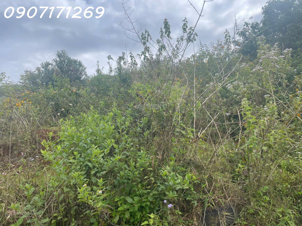 Bán đất manglin tại Phường 7 Tp Đà Lạt (nay là phường Langbiang) diện tích 210m2 15988281