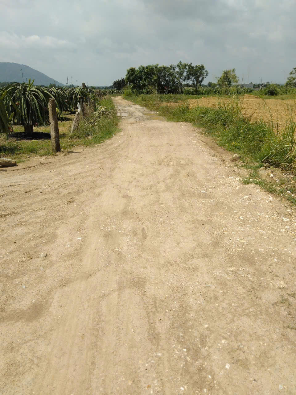 Bán Đất Nông Nghiệp Diện Tích Lớn Gần 10ha Tại Tân Lập – Hàm Thuận Nam 15988332