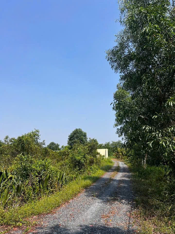 SIÊU QUỸ ĐẤT GÓC 2 MẶT TIỀN NGUYỄN THỊ LÈN – NGANG 115M KHỦNG 15988587