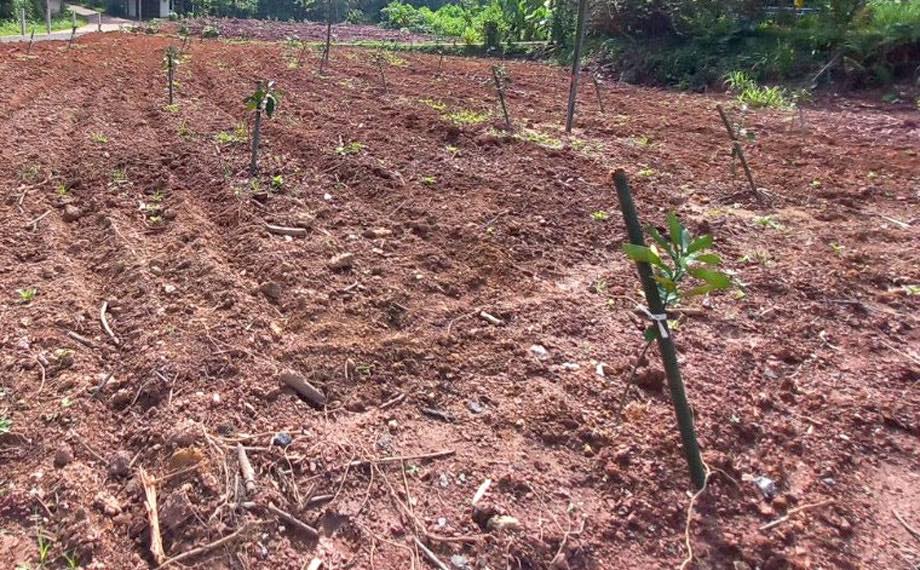Bán Đất Vườn 9664m2 Sân Bay Long Thành Xã Xuân Đường, Huyện Cẩm Mỹ, Đồng Nai 15988939