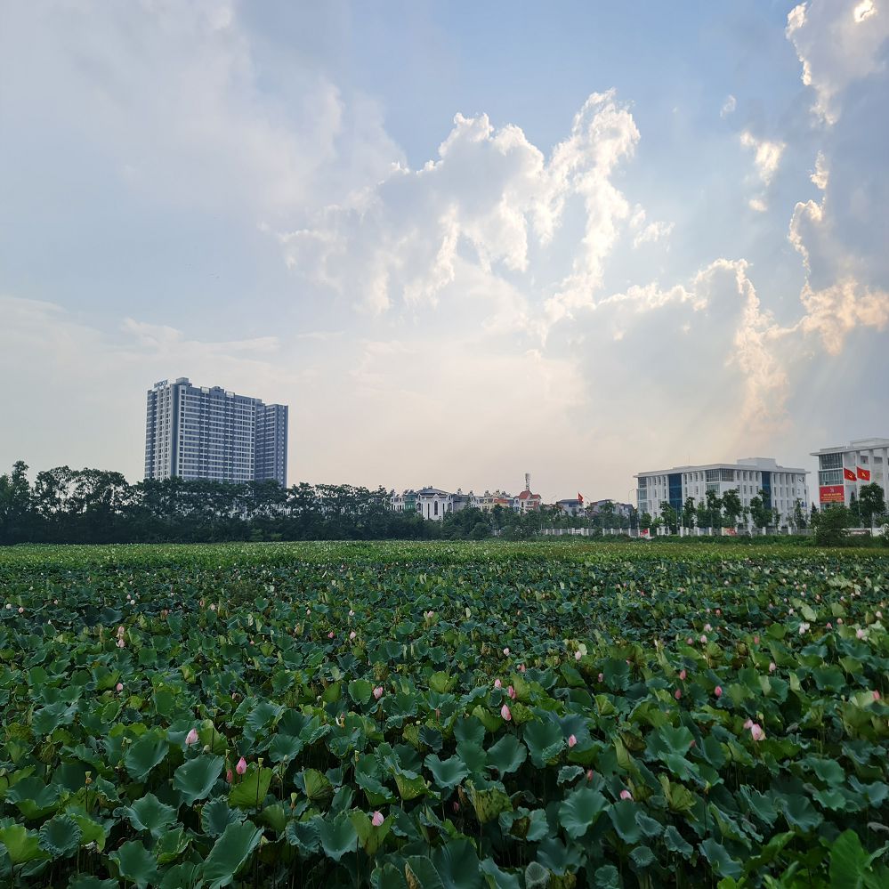 🌟 Chính chủ cần bán GẤP lô đất tại khu TĐC Trâu Quỳ, Gia Lâm, Hà Nội.  🌟 Lh 0989894845 15989128