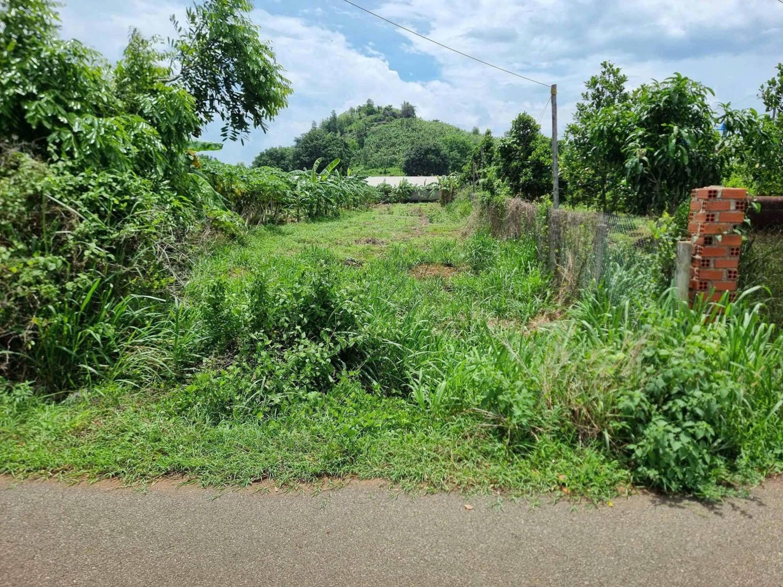 CẦN BÁN 1000m² ĐẤT MẶT TIỀN ĐƯỜNG NHỰA – LONG PHƯỚC, TP. BÀ RỊA (P. TAM LONG, TP. HCM) 15989344