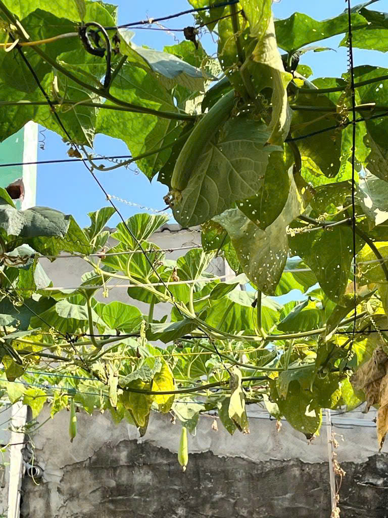 120m2 Đất ở Full Thổ Cư, Nguyễn Bình, Làng Đại Học Nhà Bè, XD tự do Chỉ 3.7 Tỷ 15989456