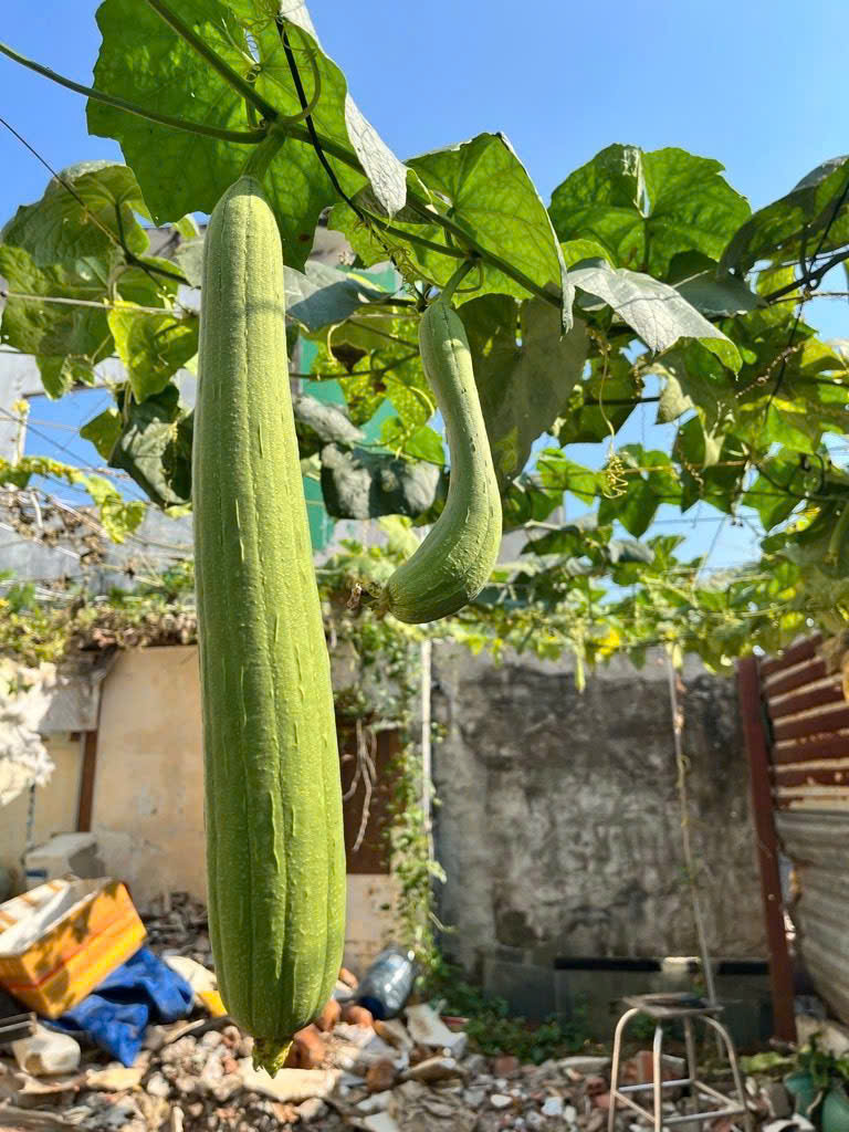 120m2 Đất ở Full Thổ Cư, Nguyễn Bình, Làng Đại Học Nhà Bè, XD tự do Chỉ 3.7 Tỷ 15989456