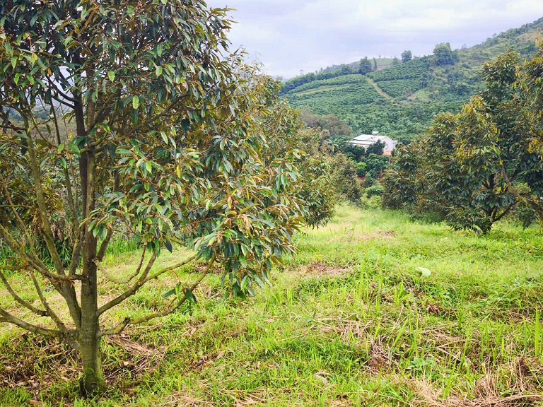 SIÊU PHẨM 15HA VIEW ĐẸP HIẾM – FULL CÂY TRÁI + CAFE – LÀM FARM STAY CỰC ĐỈNH. 15989684