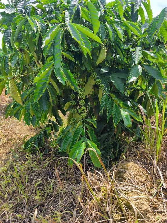 SIÊU PHẨM 15HA VIEW ĐẸP HIẾM – FULL CÂY TRÁI + CAFE – LÀM FARM STAY CỰC ĐỈNH. 15989684