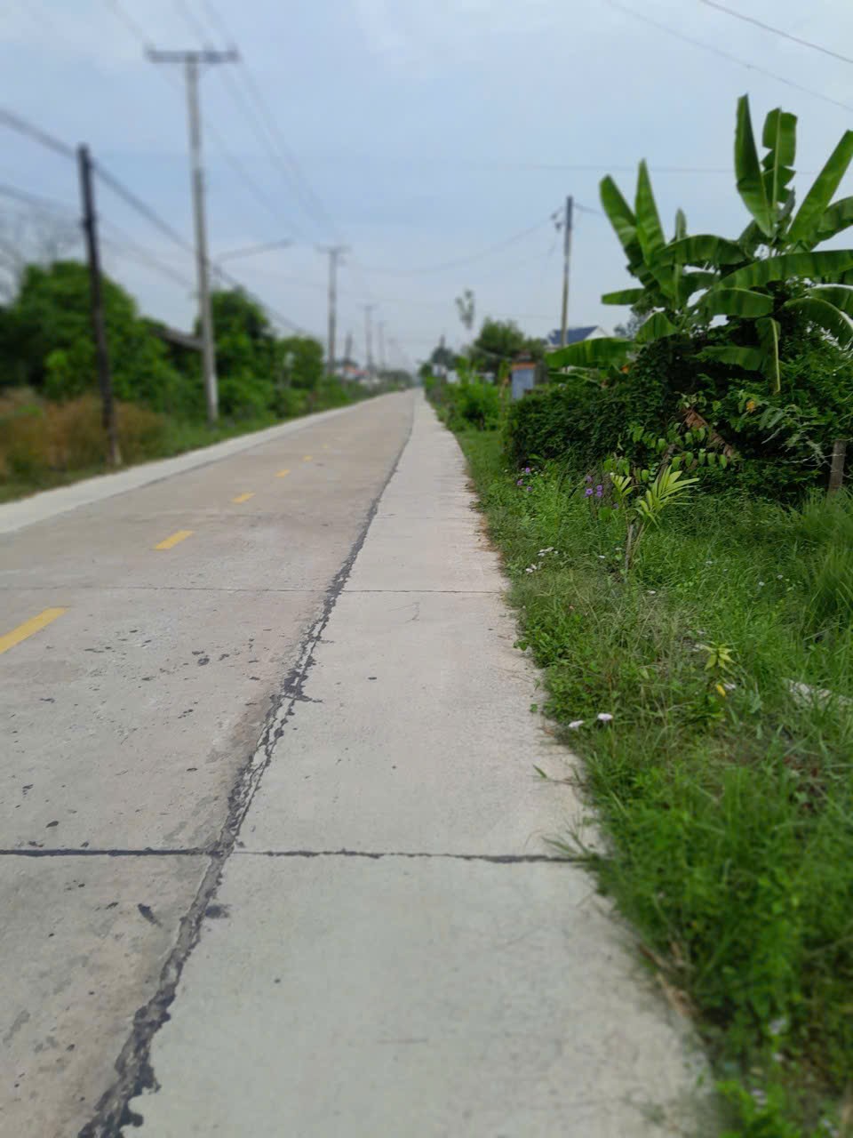 Bán đất thổ vườn đường Lộ Dừa giá 5,3 tỷ 15989783