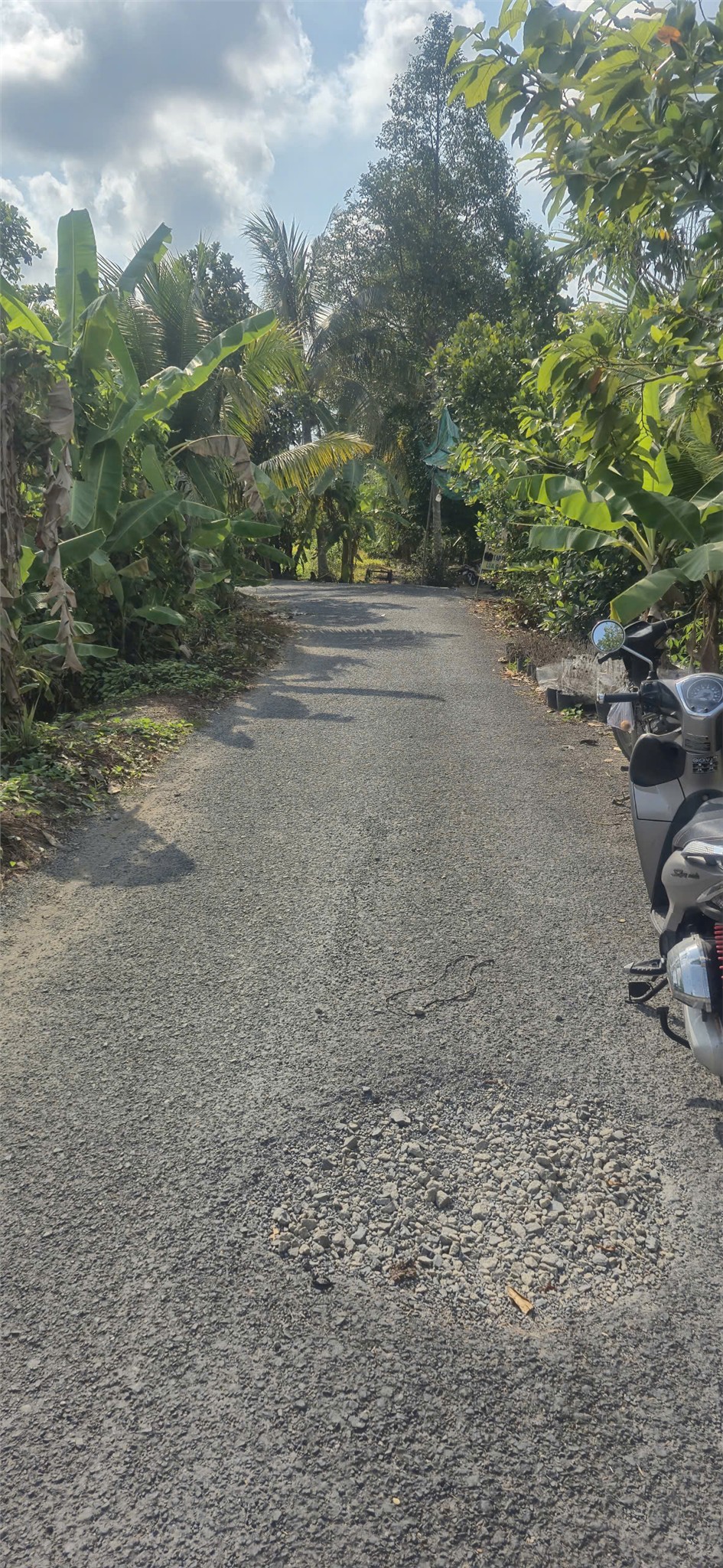 Đất Chính Chủ Mặt Tiền Đường Nhựa Ấp Phú Trí B1, Xã Phú Hữu, Châu Thành - Hậu Giang 15990607