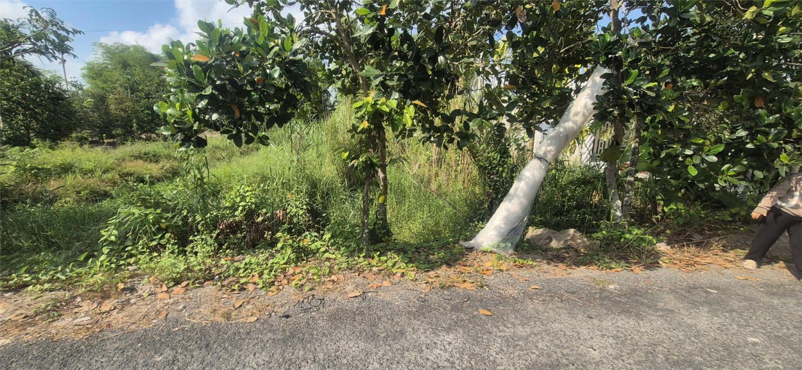 Đất Chính Chủ Mặt Tiền Đường Nhựa Ấp Phú Trí B1, Xã Phú Hữu, Châu Thành - Hậu Giang 15990607