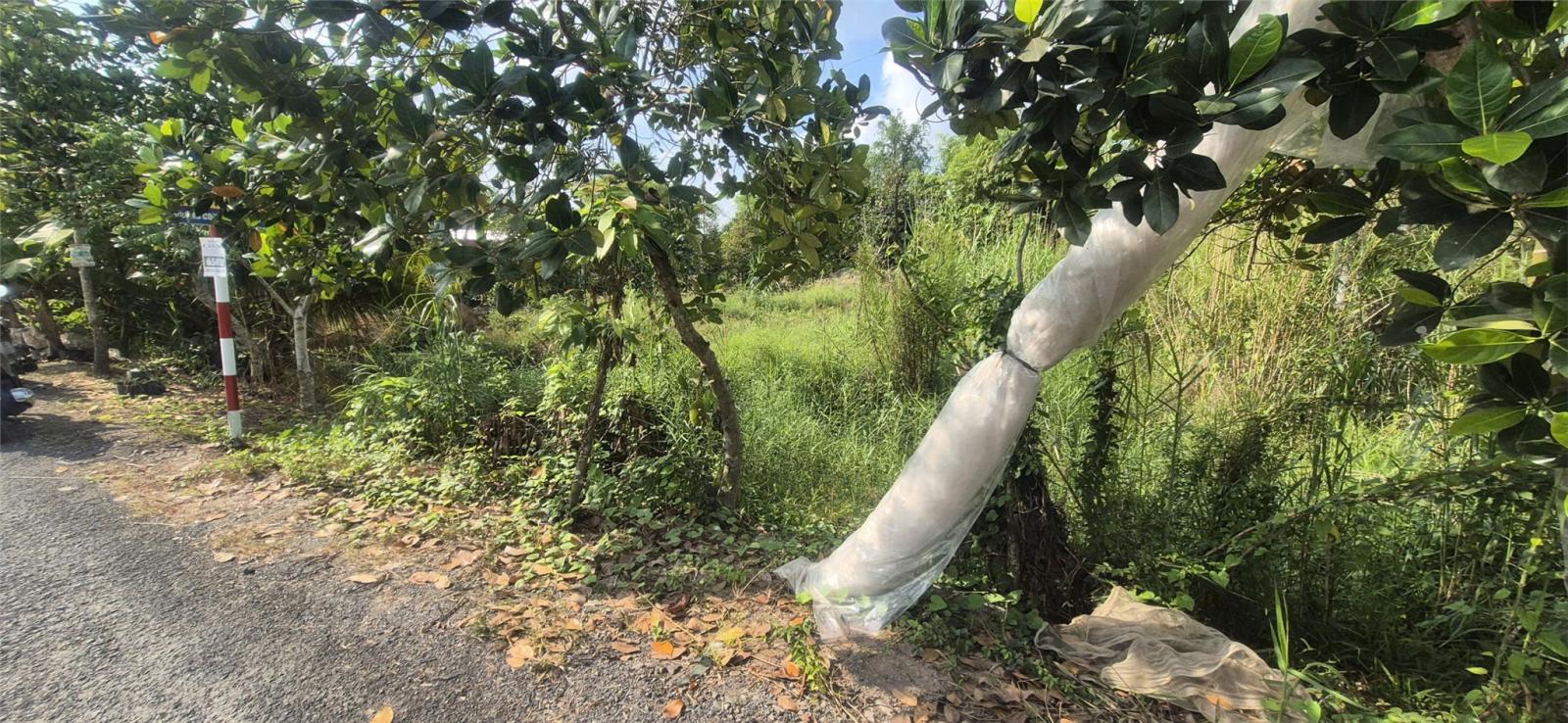 Đất Chính Chủ Mặt Tiền Đường Nhựa Ấp Phú Trí B1, Xã Phú Hữu, Châu Thành - Hậu Giang 15990607