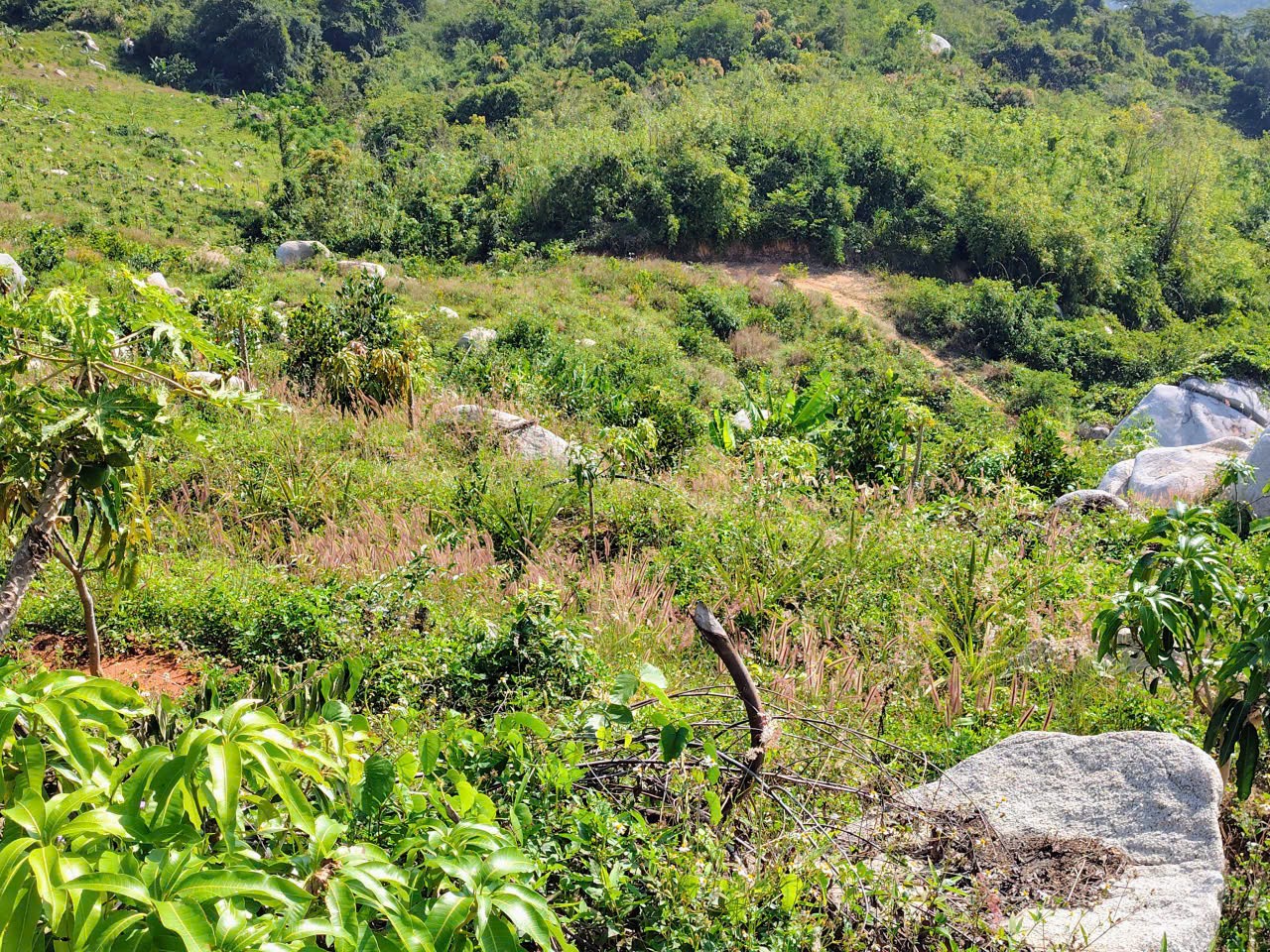 ĐẤT ĐẸP – GIÁ TỐT – CẦN BÁN GẤP LÔ ĐẤT – Thôn Quãng Phú – Xã Cam Hiệp – Huyện Cam Lâm – Khánh Hòa 15991759