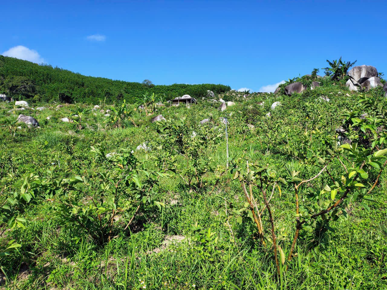 ĐẤT ĐẸP – GIÁ TỐT – CẦN BÁN GẤP LÔ ĐẤT – Thôn Quãng Phú – Xã Cam Hiệp – Huyện Cam Lâm – Khánh Hòa 15991759