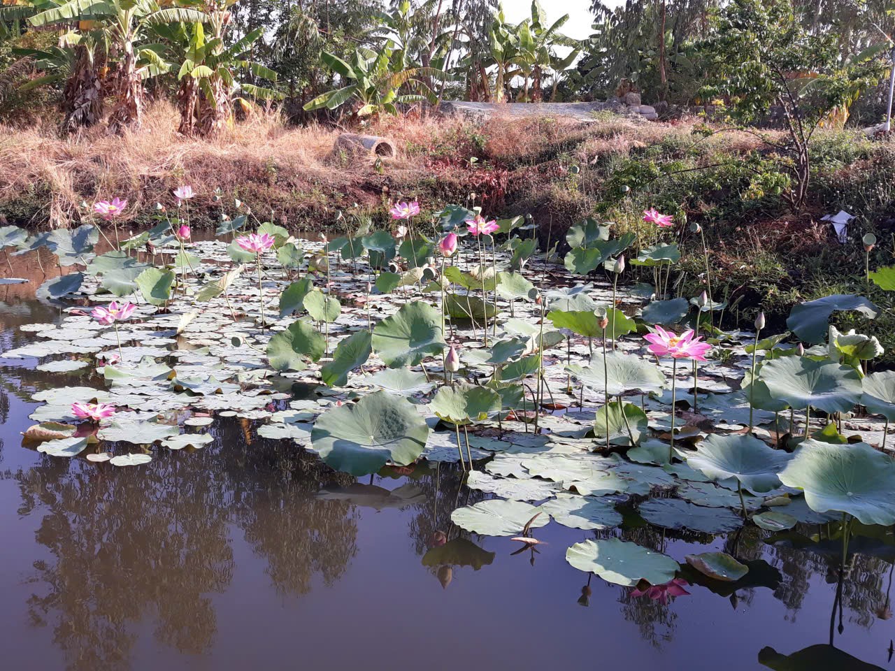 ĐẤT ĐẸP – GIÁ TỐT CẦN BÁN GẤP LÔ ĐẤT VỊ TRÍ ĐẮC ĐỊA TẠI Xã Phan Lâm. Bắc Bình, Bình Thuận 15991872