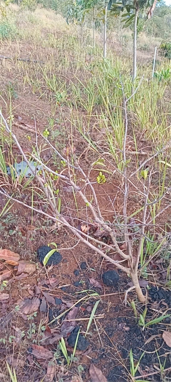 ĐẤT ĐẸP – GIÁ TỐT–CHÍNH CHỦ CẦN BÁN ĐẤT VƯỜN Thôn Quảng Bình, xã Nghĩa Thắng, Đăk R Lấp , Đăk Nông 15992399