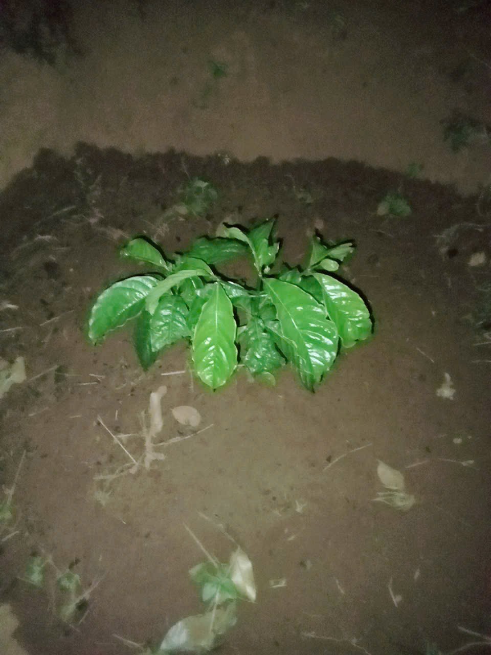 ĐẤT ĐẸP – GIÁ TỐT–CHÍNH CHỦ CẦN BÁN ĐẤT VƯỜN Thôn Quảng Bình, xã Nghĩa Thắng, Đăk R Lấp , Đăk Nông 15992399